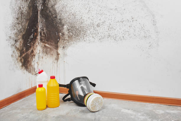 Best Certified Mold Removal  in Warsaw, NC