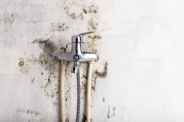 Home Mold Removal in Warsaw, NC